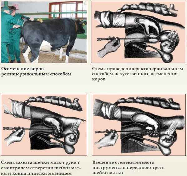 Способы осеменение коров: правильная техника и подготовка