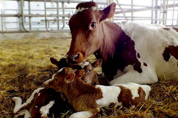 Искусственное осеменение КРС