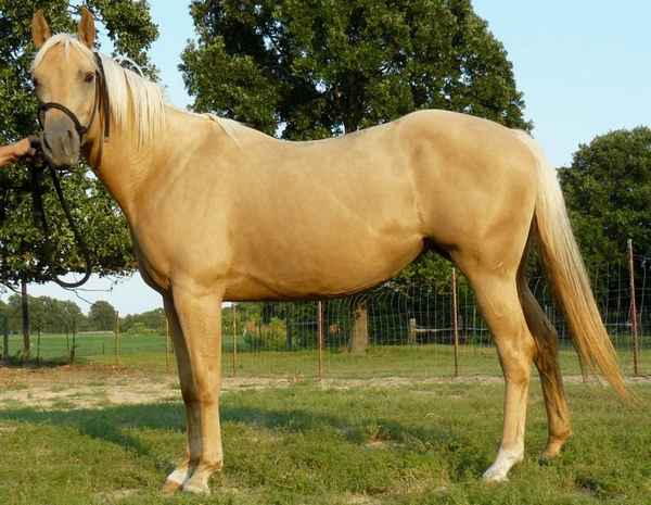 Описание пород лошадей соловой масти