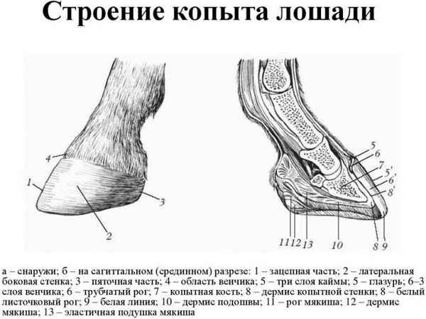 Копыта - строение копыта лошади