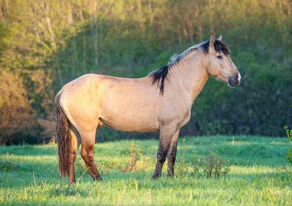 Особенности башкирской породы лошадей