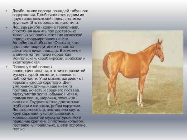 Лошади будённовской породы: описание, особенности разведения в домашних условиях