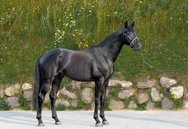 Русская верховая порода лошадей: описание, хаpaктеристика и уход