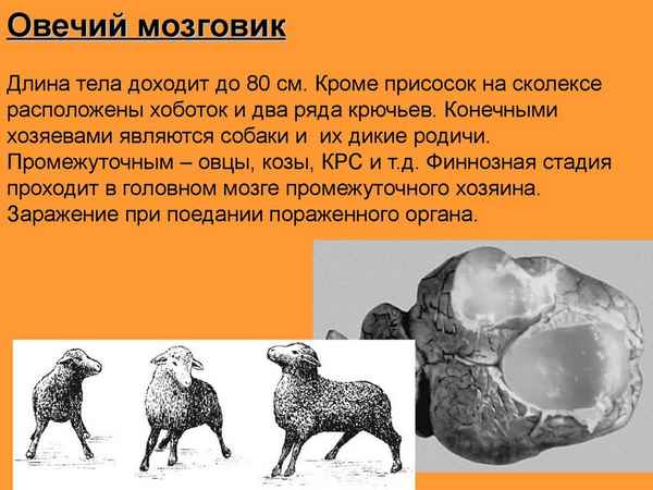 Как диагностировать и вылечить мозговик овечий, профилактика болезни