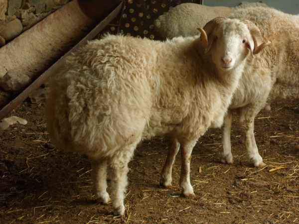 Что такое курдючная овца: породы, отличительные черты