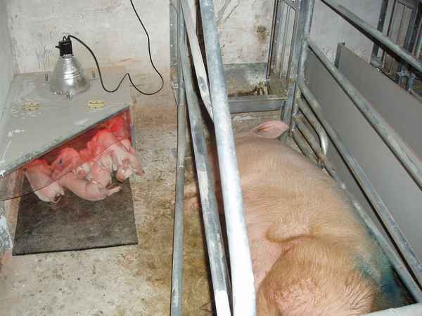 Опорос свиноматки в домашних условиях