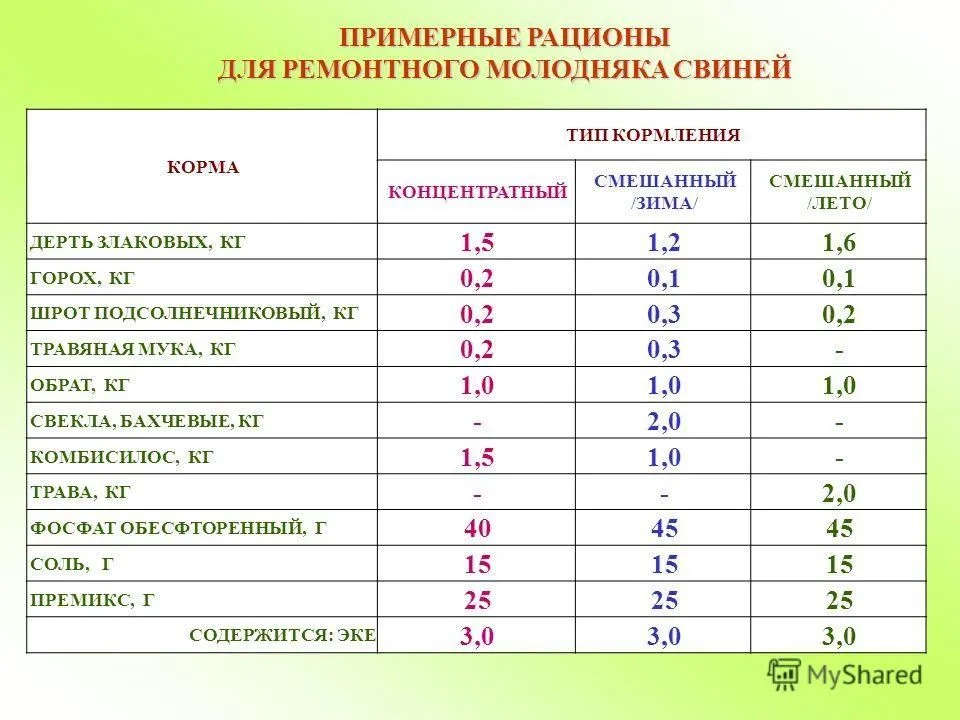 Как правильно кормить свиней: рацион и нормы