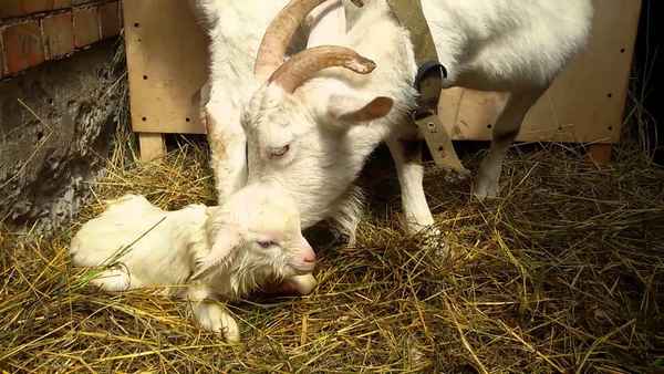 Окот козы: что делать