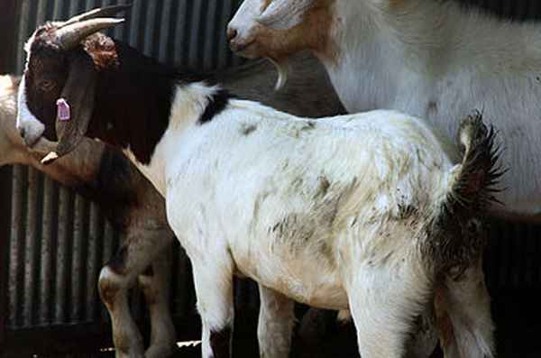 Понос у козы: основные причины, как и чем лечить взрослых особей и козлят