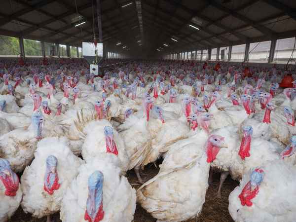 Разведение индюков как бизнес: рентабельность, с чего стоит начинать