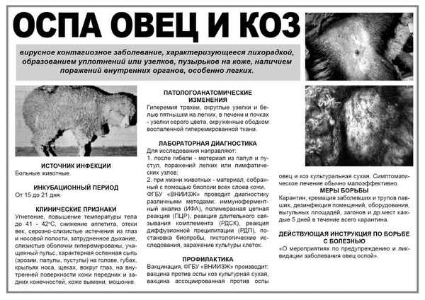 Вирус оспы у овец и коз: хаpaктеристика возбудителя, меры борьбы и предотвращения