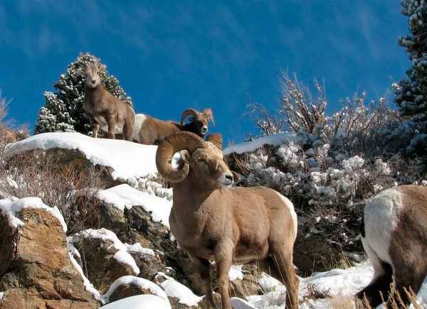 Как называется снежный бapaн, жизненный цикл, особенности поведения
