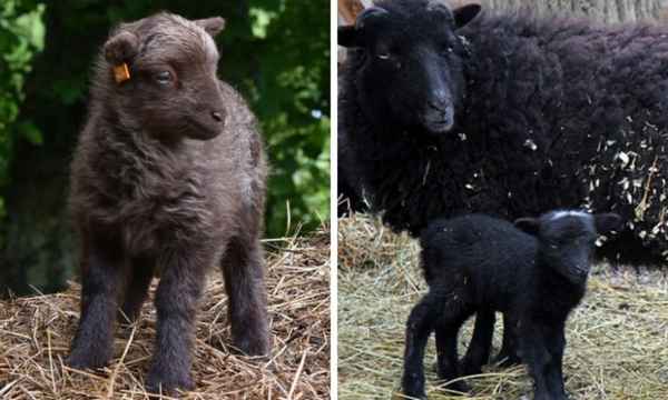 Карликовые декоративные овцы Уэссент: особенности разведения