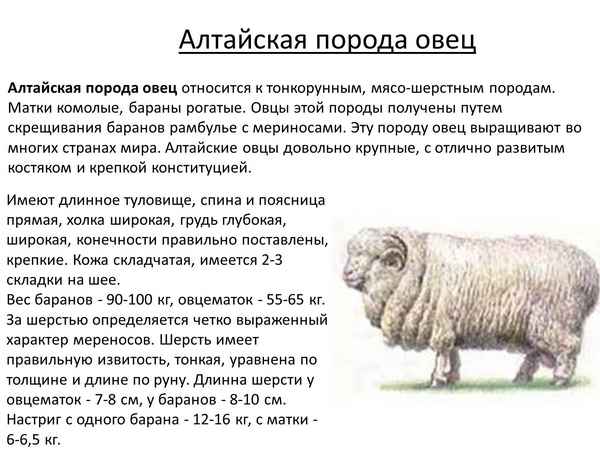 Овцы мясошерстной породы Ташлинская: описание, происхождение, разведение
