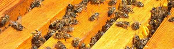 Как ведут себя пчёлы в ноябре