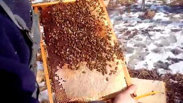 Что делают пчёлы в октябре в средней полосе?