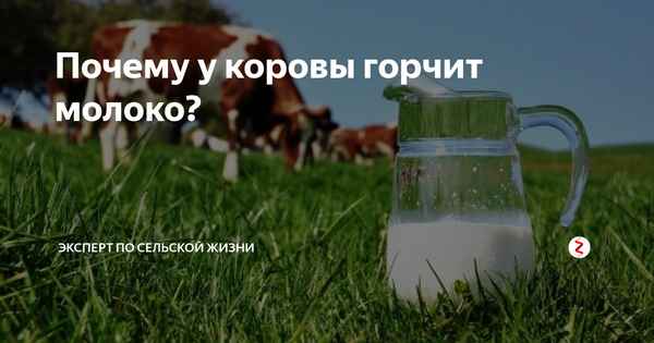 Почему у коровы горчит молоко?
