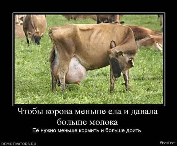 Что делать, если корова даёт мало молока