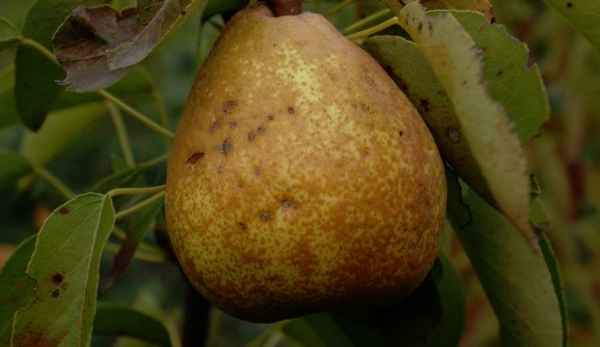 Сорт груши Говерла: описание и хаpaктеристика, особенности успешного выращивания