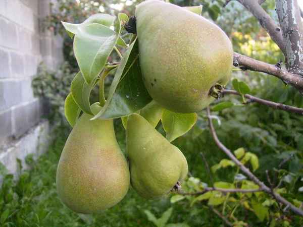 Особенности выращивания и подробная хаpaктеристика груши сорта Уралочка