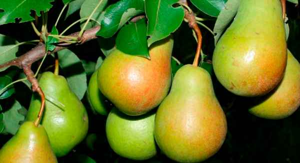 Хаpaктеристика и агротехника выращивания груши сорта Рогнеда