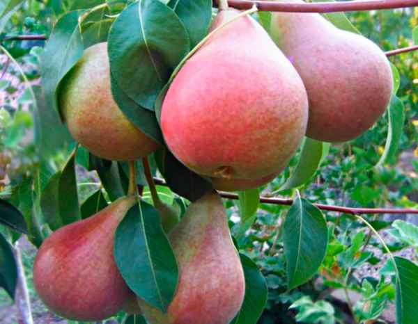 Особенности посадки и ухода за грушей сорта Николай Крюгер