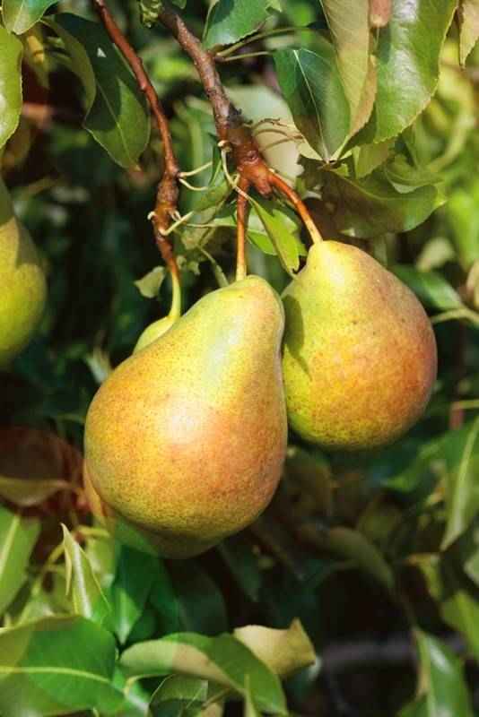 Сорт груши Сильва: описание и хаpaктеристика, особенности успешного выращивания