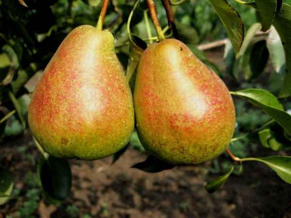 Особенности выращивания и ухода за грушей сорта Таврическая