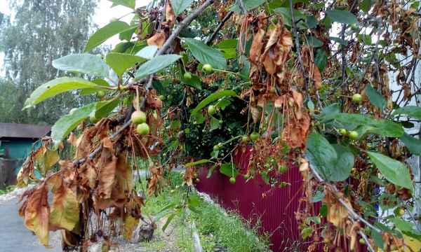 Как лечить монилиоз вишни?