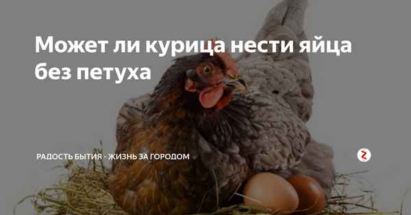 Могут ли курицы нести яйца без пeтyxов?