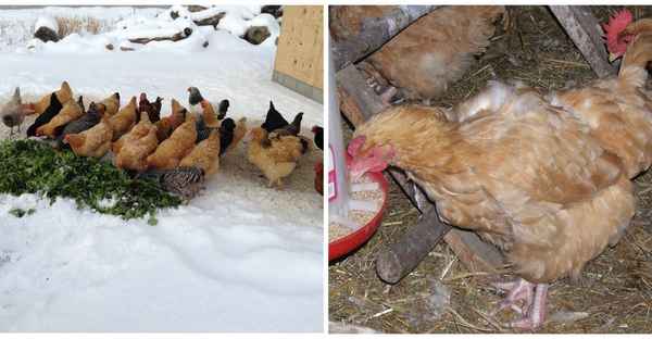 Куры плохо несутся зимой