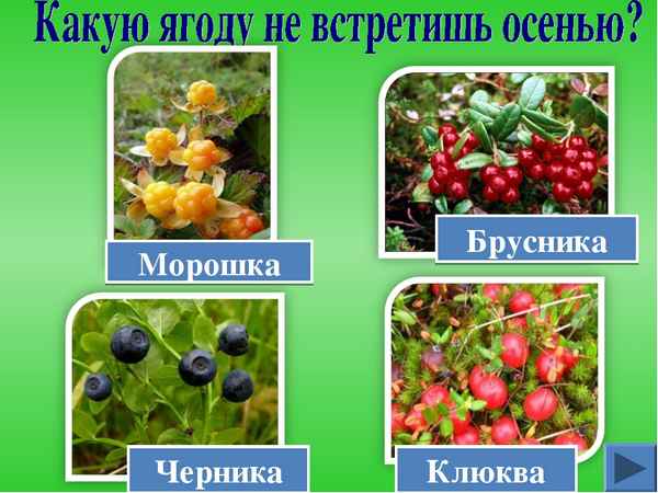 Чем внешне отличается клюква от брусники