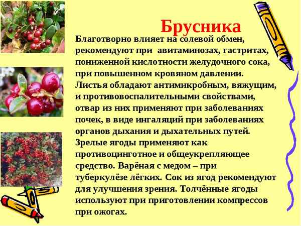 Влияние брусники на артериальное давление человека