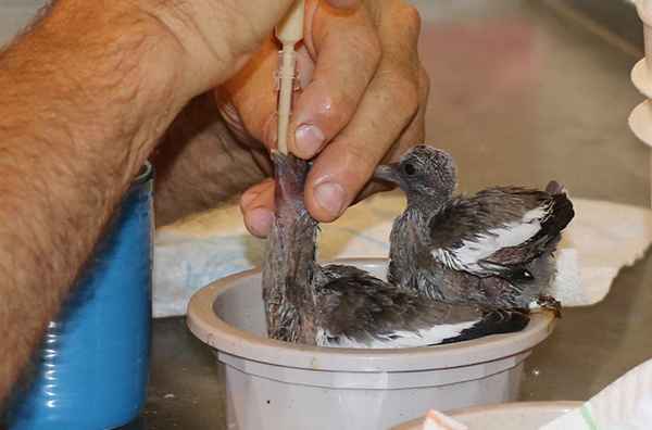 Как кормить птенца гoлyбя?