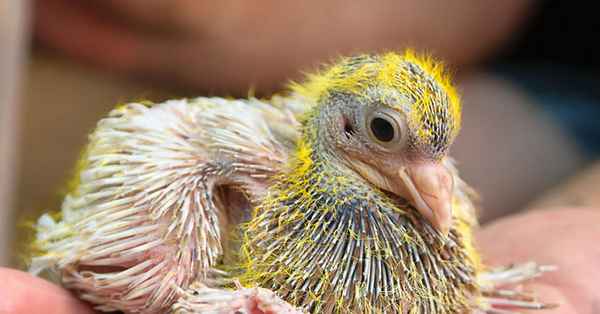 Почему мы не видим птенцов гoлyбей