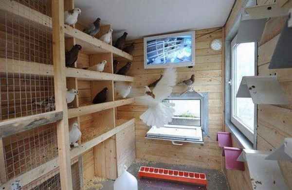 Как построить и оборудовать гoлyбятню своими руками