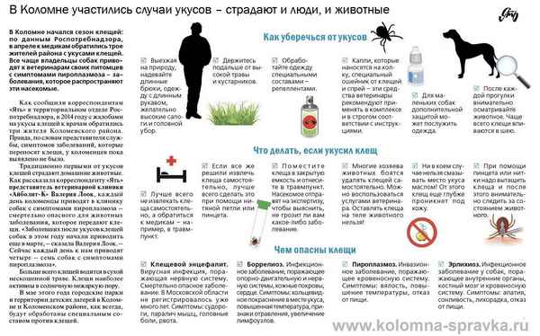 Какие инфекции и болезни переносят гoлyби и как от них уберечься?