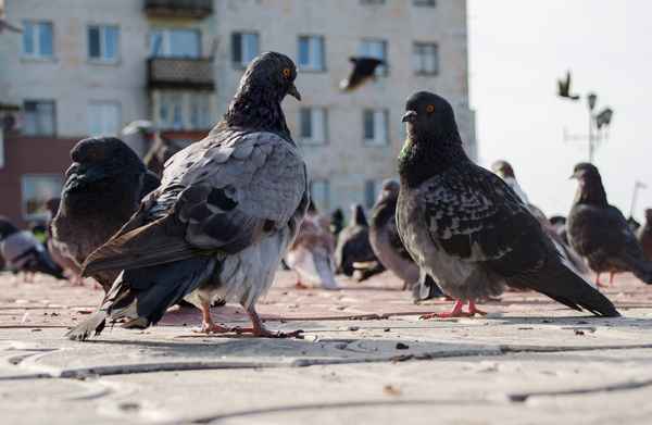 Сколько в среднем живут домашние и уличные гoлyби