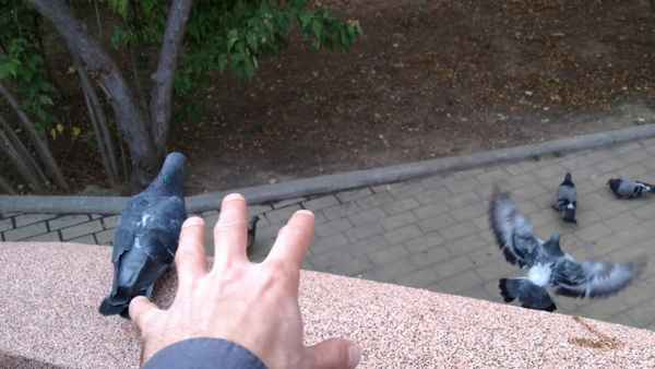 Все о ловли гoлyбей