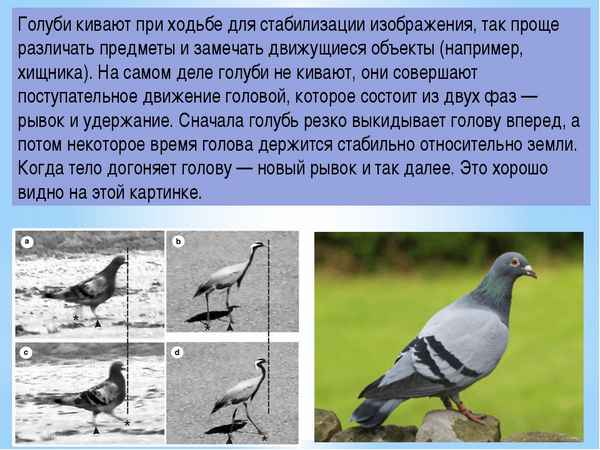 Почему гoлyби кивают головой когда ходят
