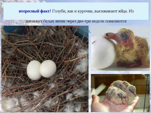 Сколько дней и как часто гoлyби высиживают яйца