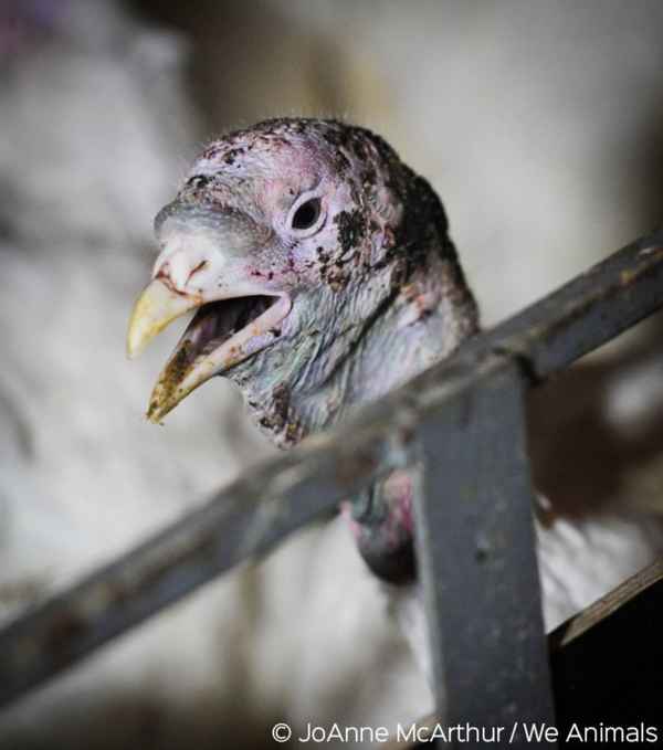 Гистомоноз у индюков