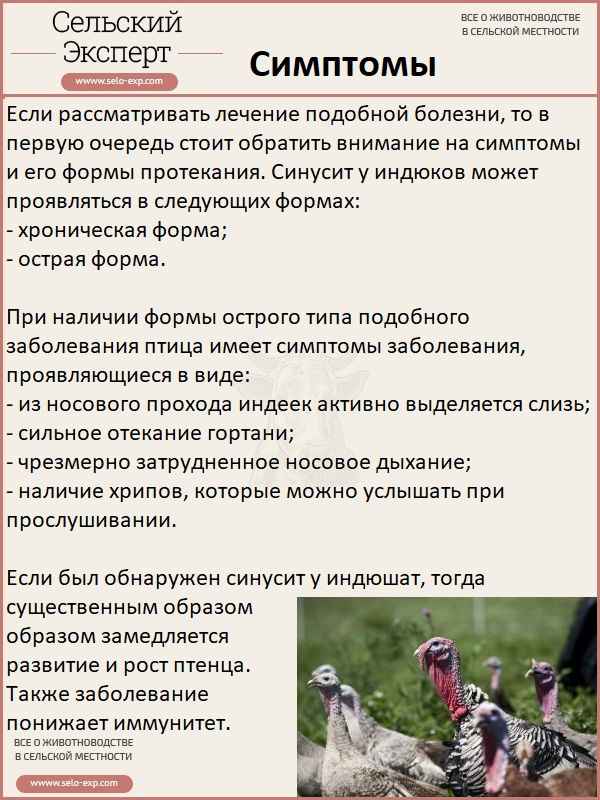 Синусит у индюков: симптомы, причины появления и лечение в домашних условиях