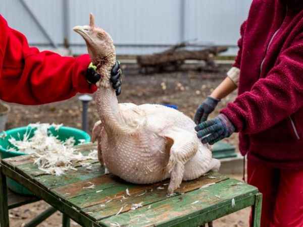 Как резать индюков