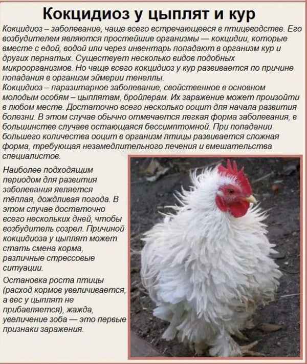 Как лечить кур от кокцидиоза