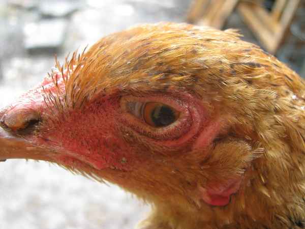 Болезни глаз у куриц: симптомы и лечение