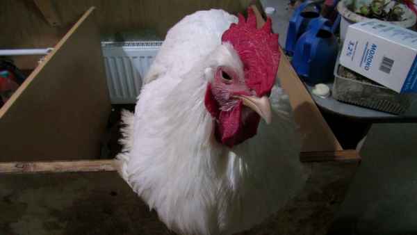 Почему куры чихают, хрипят, кашляют: причины, методы лечения