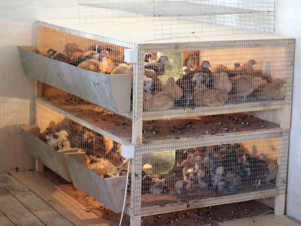 Как сделать брудер для выращивания и содержания цыплят