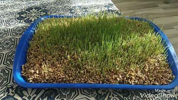 Как прорастить пшеницу для кур в домашних условиях