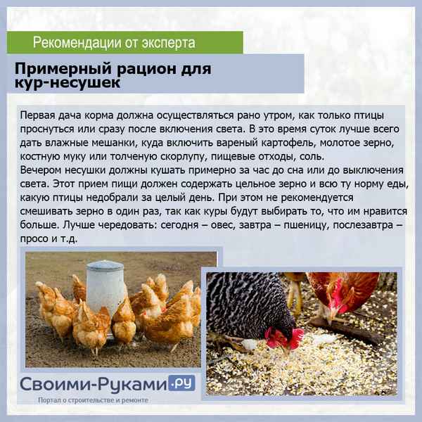 Чем и как правильно кормить кур-несушек, чтобы лучше неслись